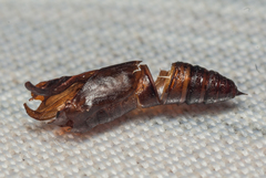 Chiasmia turbulentata