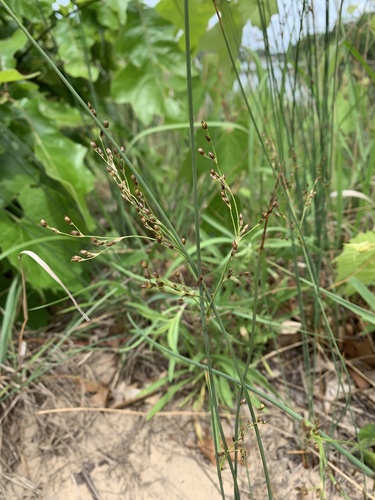 mountain rush (Juncus arcticus)