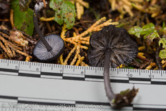Entoloma serrulatum
