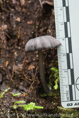 Entoloma serrulatum