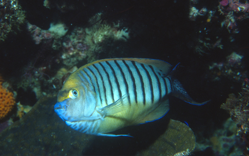 Halfbanded angelfish (Genicanthus semicinctus) — Pomacanthidae — 5