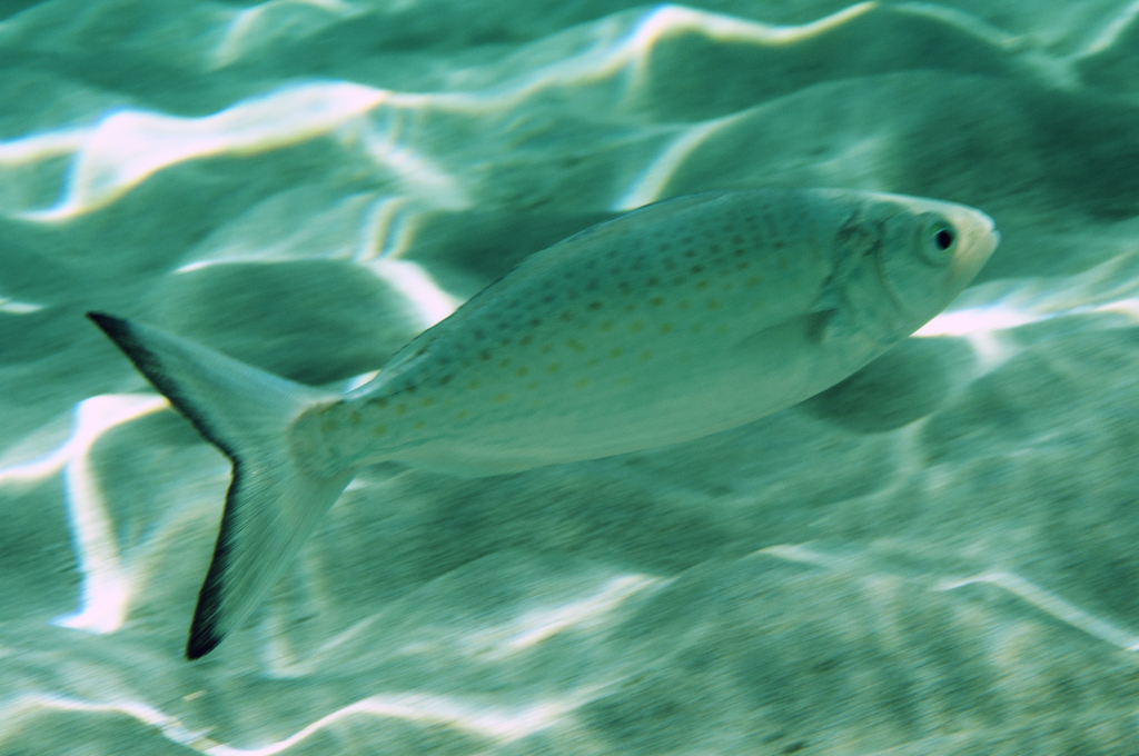 Giant kahawai (Arripis xylabion) — Arripidae