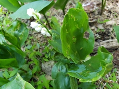 Convallaria