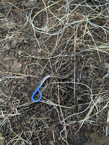 iNaturalist observation photo of Western Skink