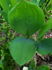 Convallaria