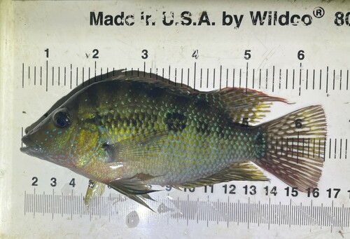Emerald cichlid (Cribroheros robertsoni) — Cichlidae — 4