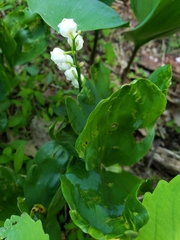 Convallaria