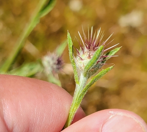 Centaurea melitensis iNat (3)