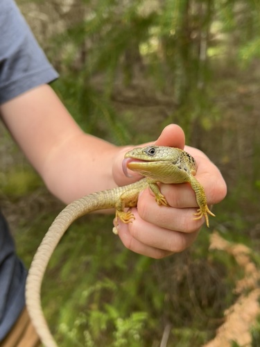 iNaturalist observation photo of Northern Alligator Lizard