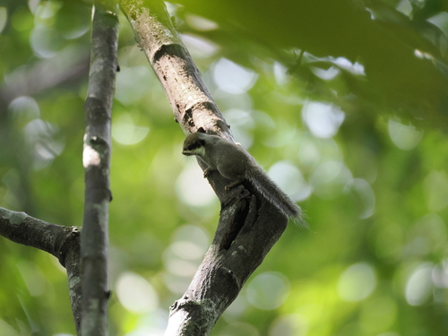 Black-eared Squirrel