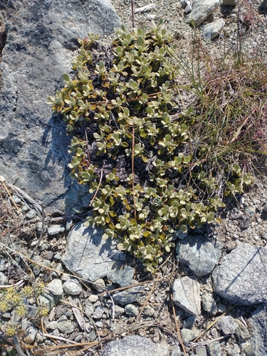 Image of Eriogonum ternatum by no rights reserved