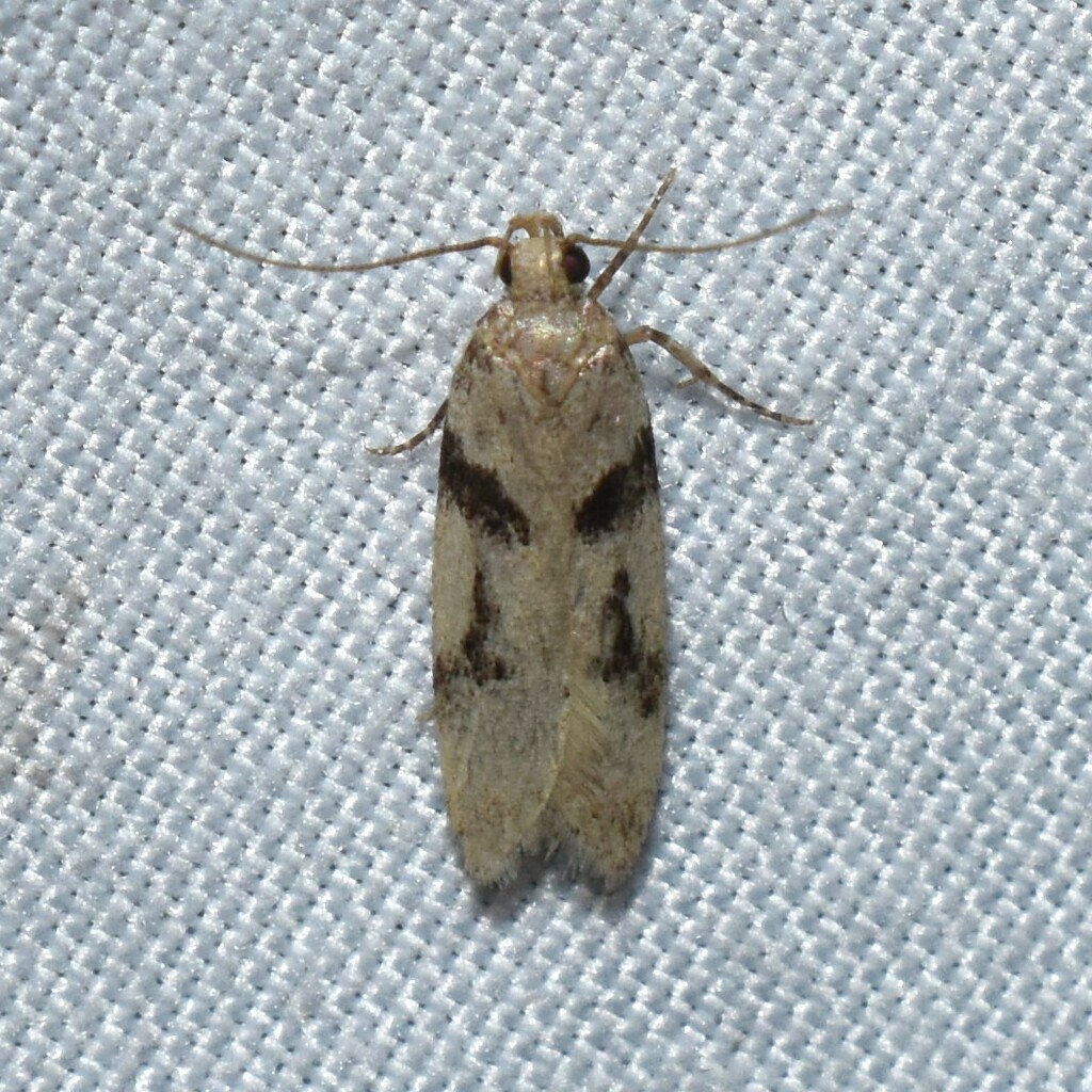 Chionodes fondella