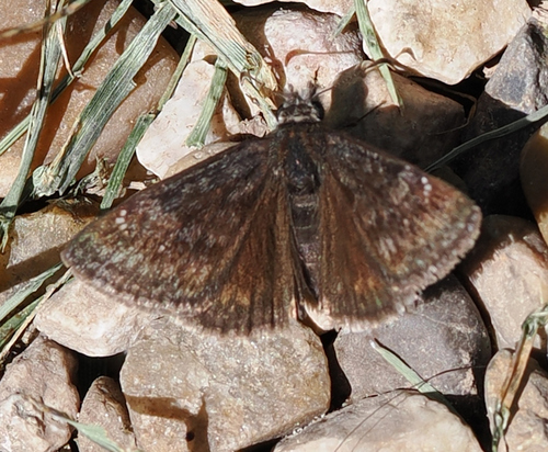 Persius Duskywing photo 3