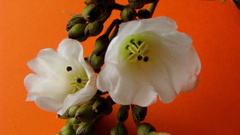 Bonamia agrostopolis