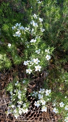 Leptosiphon floribundus