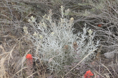 Castilleja hololeuca