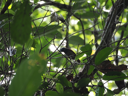 Bicolored Babbler (Cyanoderma bicolor), photo 8