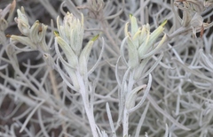 Castilleja hololeuca