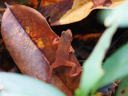 Four-ridged Toad, Ingerophrynus quadriporcatus