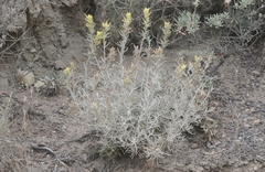 Castilleja hololeuca