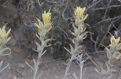 Castilleja hololeuca