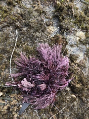 Lithothrix aspergillum