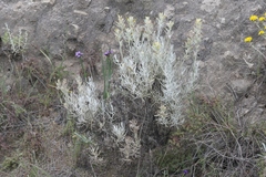 Castilleja hololeuca