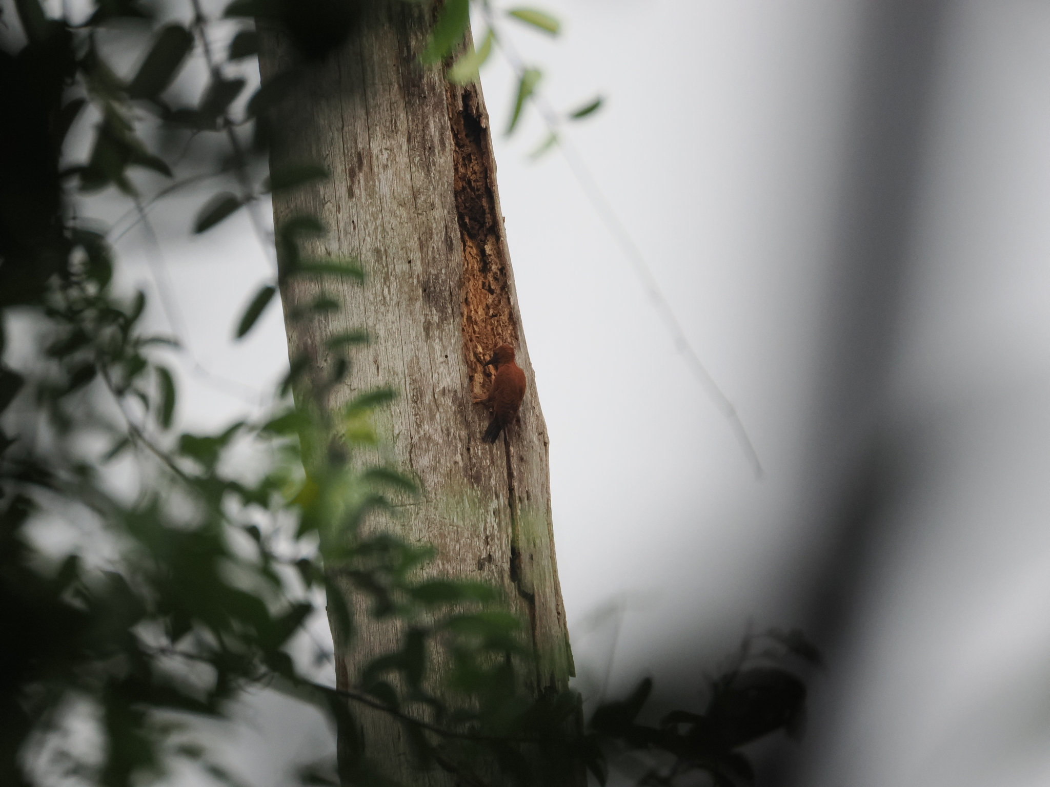 Rufous Woodpecker