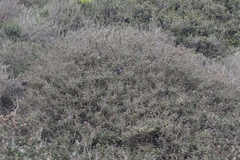 Salvia brandegeei