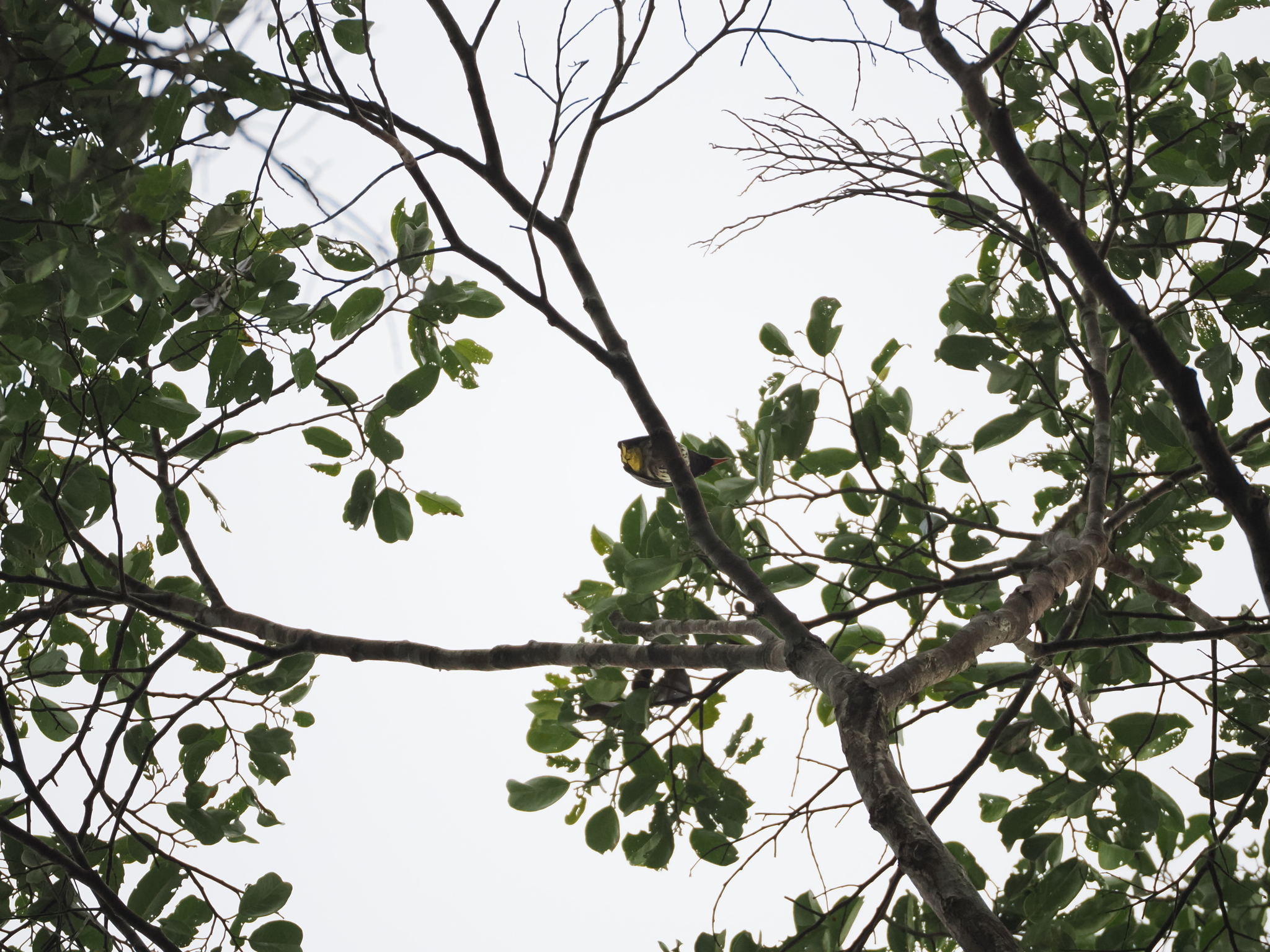 Dark-throated Oriole (Oriolus xanthonotus), photo 3