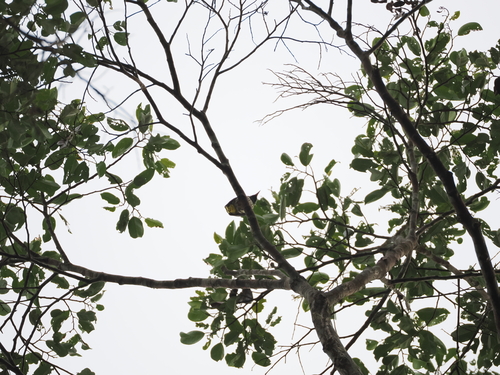 Dark-throated Oriole (Oriolus xanthonotus), photo 4
