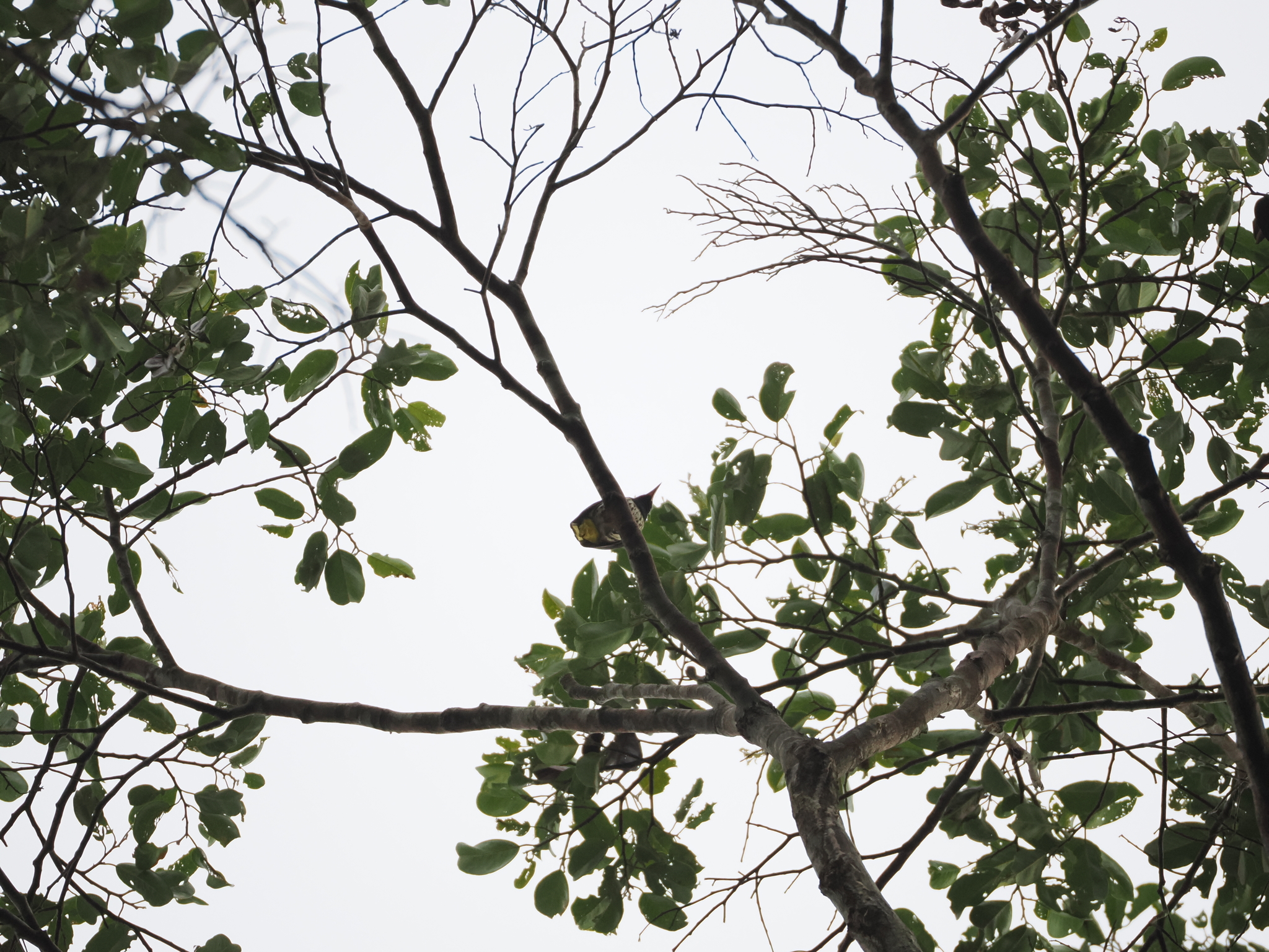 Dark-throated Oriole (Oriolus xanthonotus), photo 4