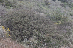 Salvia brandegeei