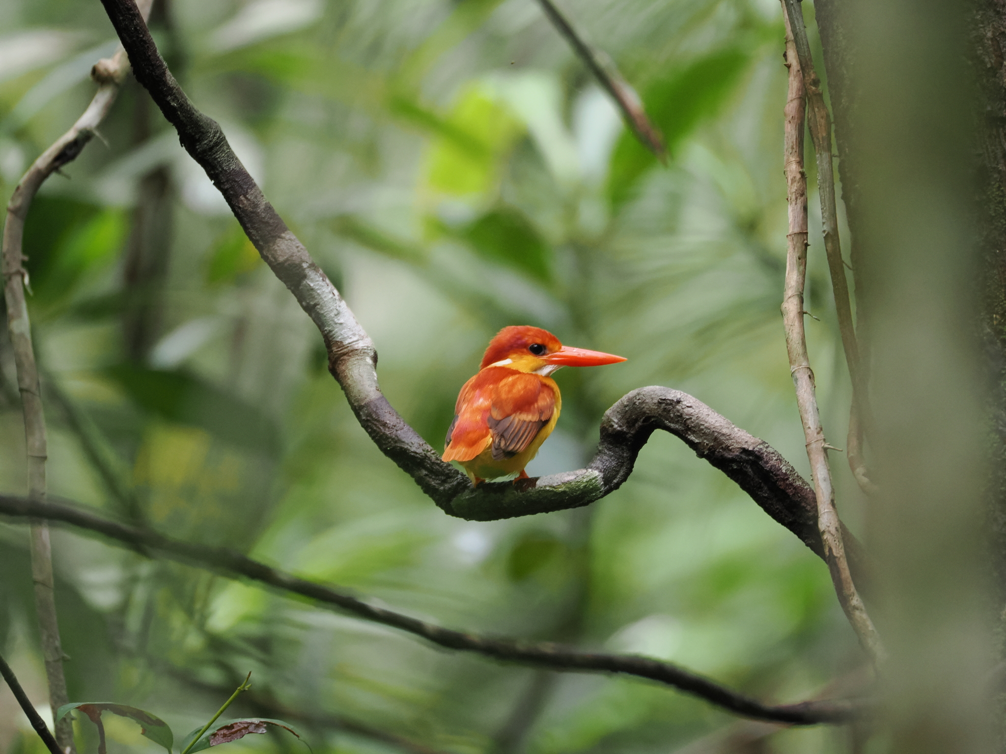 Black-backed Dwarf Kingfisher