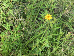 Wedelia acapulcensis