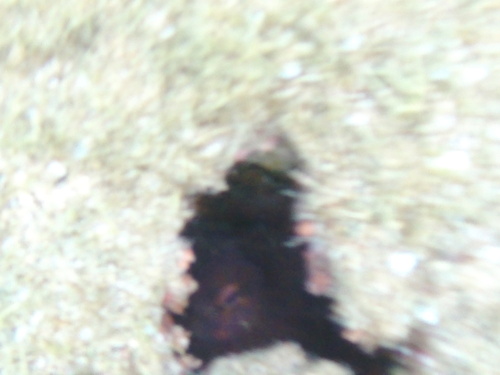 Octopus cyanea observed 2024-06-04