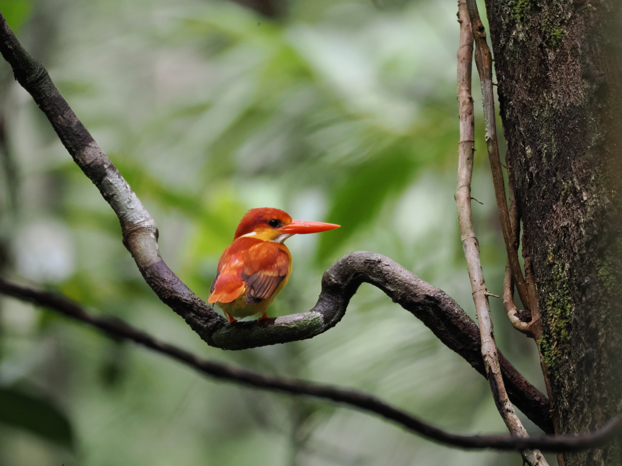 Black-backed Dwarf Kingfisher