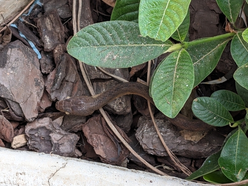 Brown Tree Snake sighting