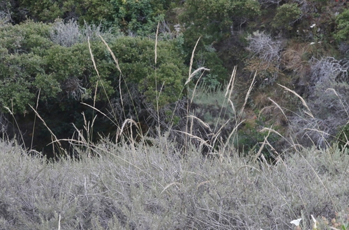 San Diego Needle Grass (Stipa diegoensis) · iNaturalist