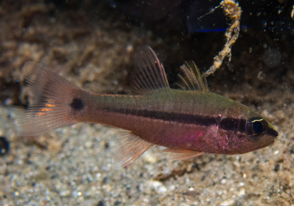 bridled cardinalfish