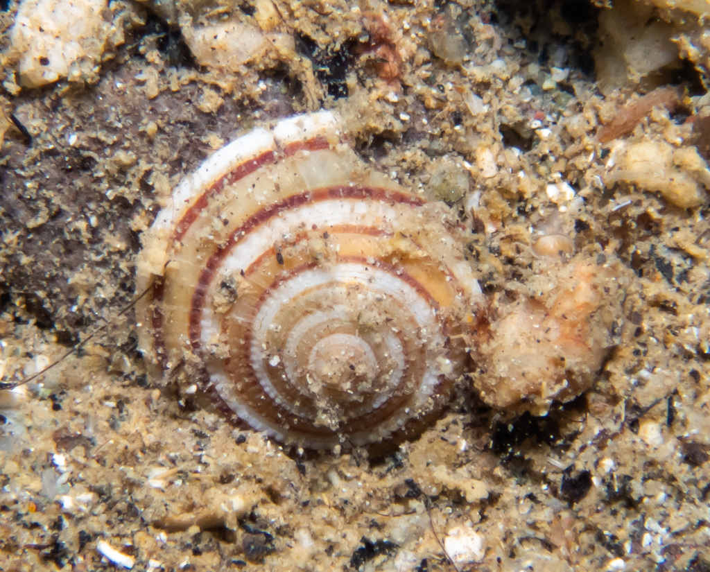 Architectonica modesta