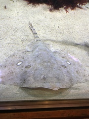 Torpediniformes