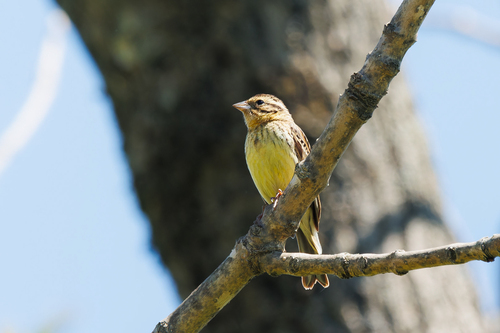 Escribano aureolado (Emberiza aureola)
