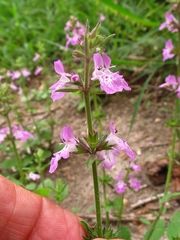 Stachys drummondii