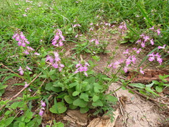 Stachys drummondii