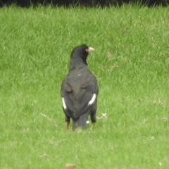 Acridotheres cristatellus