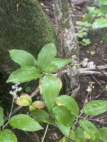 Image of Maianthemum japonicum by (c) Tatyana Petrenko, some rights reserved (CC BY)