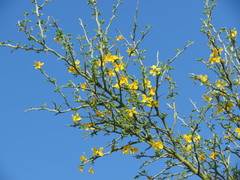 Parkinsonia texana