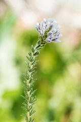 Aspalathus globulosa