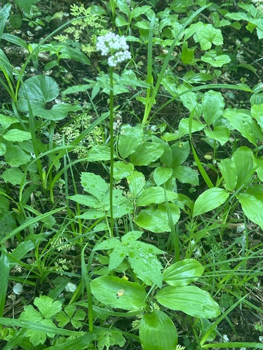 Image of Valeriana fauriei by (c) Tatyana Petrenko, some rights reserved (CC BY)
